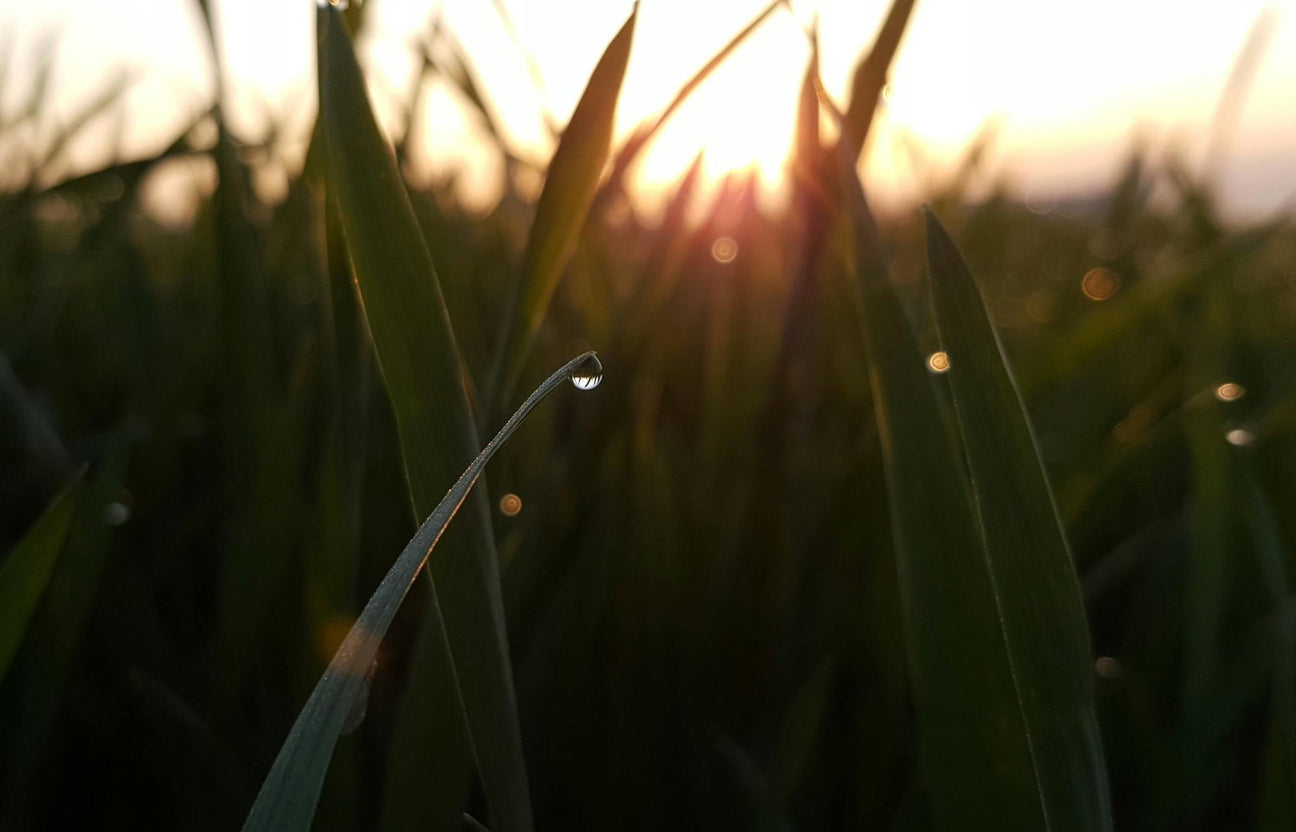 Structured Water the basis of Life